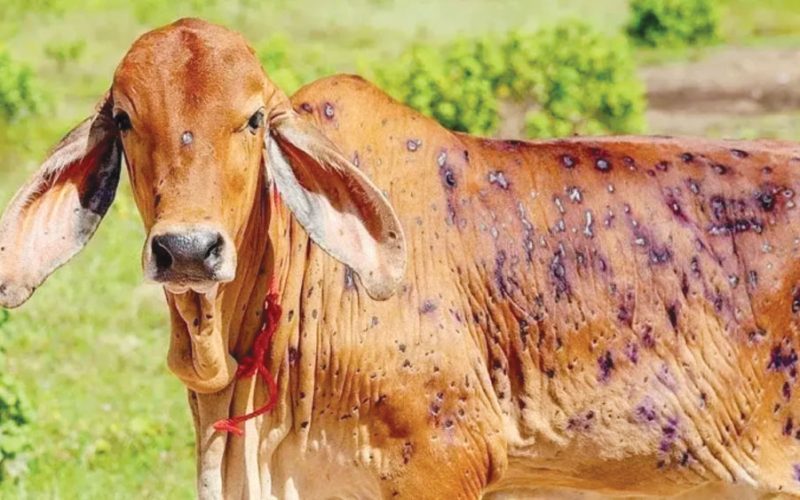 Lumpy Skin Disease Outbreak Spreads in Sunsari District