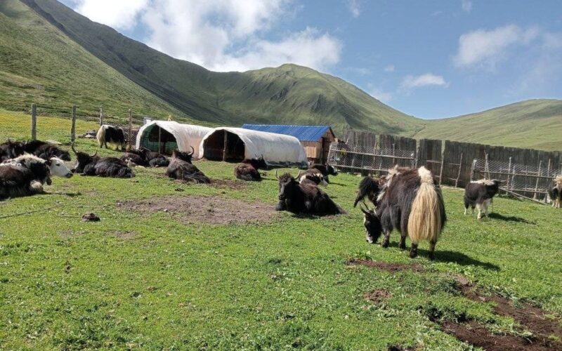 Live Blood-Drinking Festival of Yak and Chauri Begins in Mustang’s Marchhe Lek