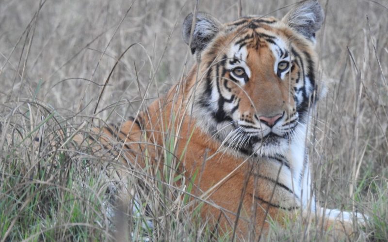 Global Tiger Day: Raising Awareness for Tiger Conservation