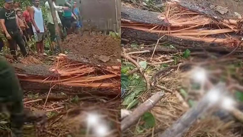 Two Killed, Three Injured After Tree Falls in Sindhuli
