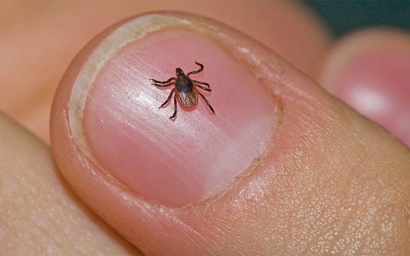 Woman Dies of Scrub Typhus in Chitwan; 73 Cases Confirmed