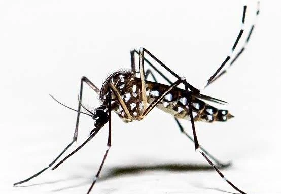 Three Dead, Nine Dengue Cases Confirmed in Nawalparasi West