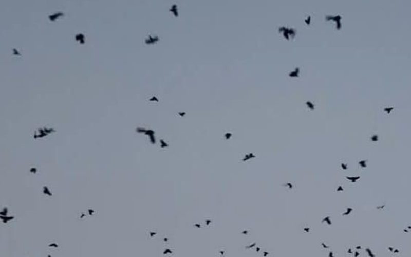 Ramesh Dulal ‘Kage’ Hosts 22nd Crow Conference on the First Day of Tihar