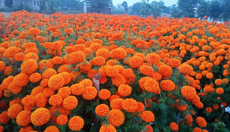 Kathmandu Metropolitan City Bans Sale of Imported Flower Garlands During Tihar